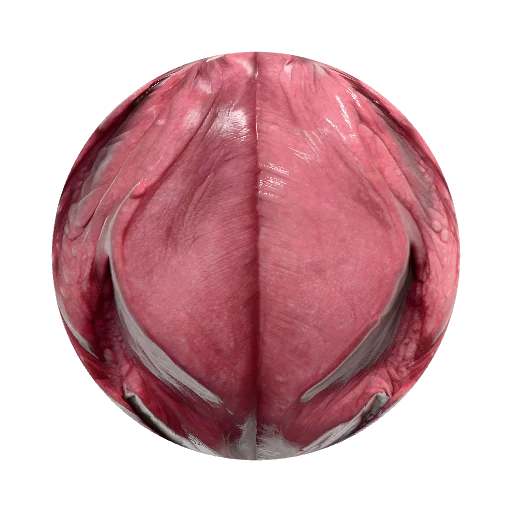 Seamless PBR texture of a dragon tongue, moist organic… — organic PBR material preview